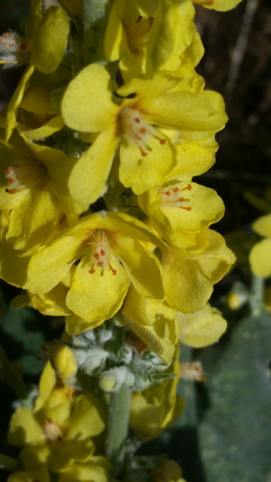 Verbascum pulverulentum (Lamiales - Scrophulariaceae)